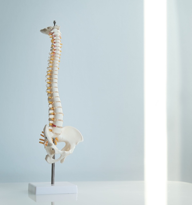 model of spine