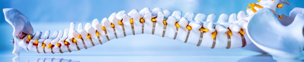 Total human spine skeleton model