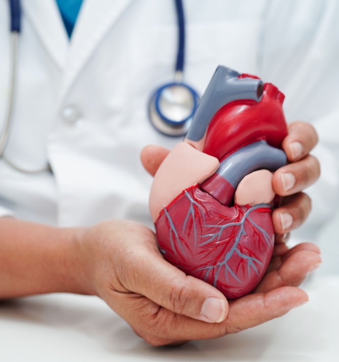Cardiovascular disease CVD, doctor with heart human model anatomy